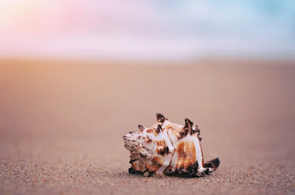 Guscio Primo Piano Sulla Spiaggia Sabbiosa Esotica Oceano Naturale Vintage — Foto Stock