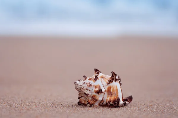 Closeup Shell Sandy Exotic Ocean Beach Natural Vintage Pastel Summer — Stock Photo, Image
