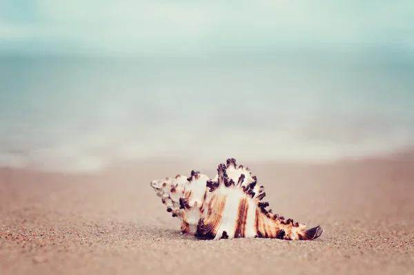 沙滩上的海底海滩上的特写镜头壳 自然复古柔和的夏天背景 — 图库照片