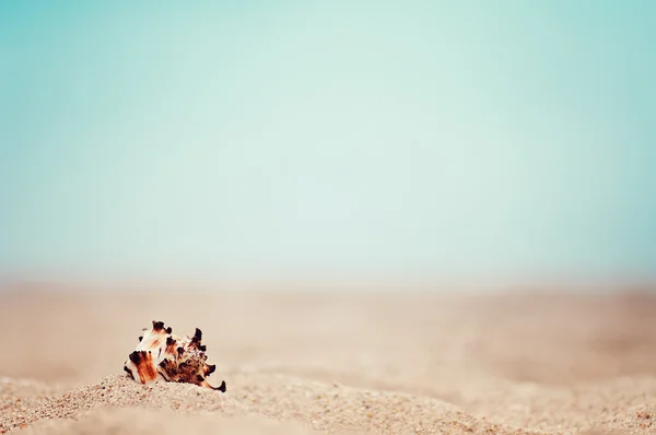 Guscio Primo Piano Sulla Spiaggia Sabbiosa Esotica Oceano Naturale Vintage — Foto Stock