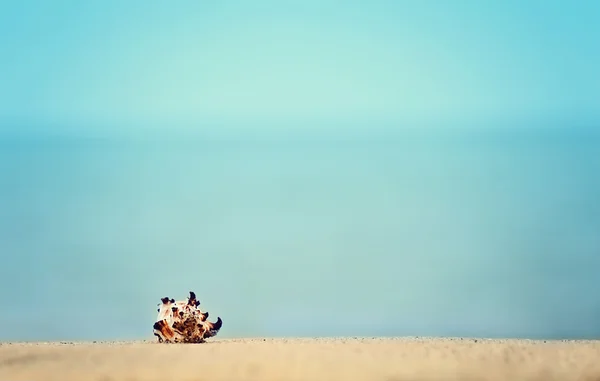 Guscio Primo Piano Sulla Spiaggia Sabbiosa Esotica Oceano Naturale Vintage — Foto Stock