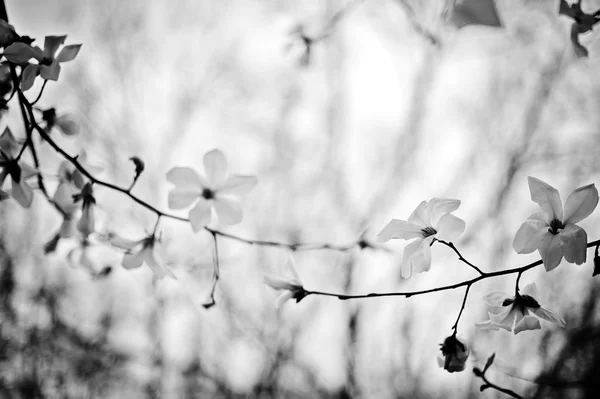 Flor Magnólia Branca Primavera Natural Verão Fundo Floral — Fotografia de Stock