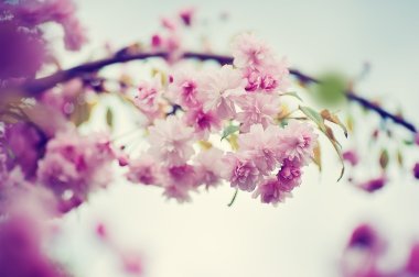 closeup sakura ağacı dalı, kiraz çiçeği. doğal çiçek arka plan