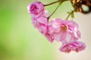 closeup sakura ağacı dalı, kiraz çiçeği. doğal çiçek arka plan