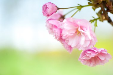 güzel closeup sakura çiçekler. doğal arka plan. yumuşak odak resimle