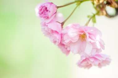güzel closeup sakura çiçekler. doğal arka plan. yumuşak odak resimle