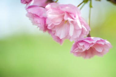 güzel closeup sakura çiçekler. doğal arka plan. yumuşak odak resimle