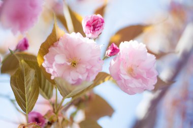 güzel closeup sakura çiçekler. doğal arka plan. yumuşak odak resimle