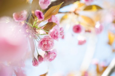 güzel closeup sakura çiçekler. doğal arka plan. yumuşak odak resimle