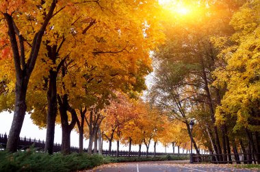 Boş yol ve sarı, yeşil ve kırmızı renkli ağaçlar sonbahar Park