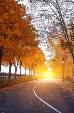 Boş yol ve sarı, yeşil ve kırmızı renkli ağaçlar sonbahar Park