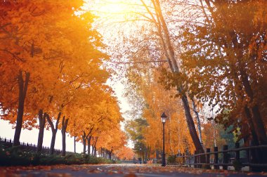 Boş yol ve sarı, yeşil ve kırmızı renkli ağaçlar sonbahar Park