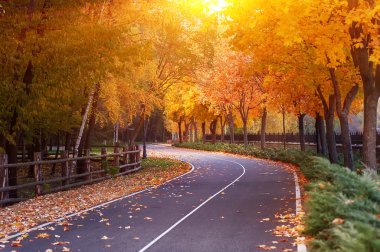 Boş yol ve sarı, yeşil ve kırmızı renkli ağaçlar sonbahar Park