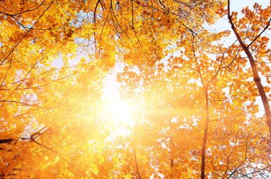 renkli ağaç dalları güneşli ormandaki sonbahar doğal arka plan