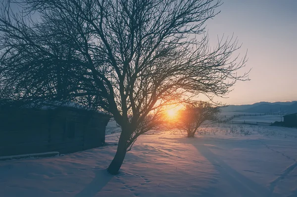 Silueta Árbol Atardecer Fondo Invierno Vintage Natural —  Fotos de Stock