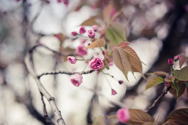 Primo Piano Ramo Albero Sakura Fiore Ciliegio Ntarula Sfondo Floreale — Foto Stock