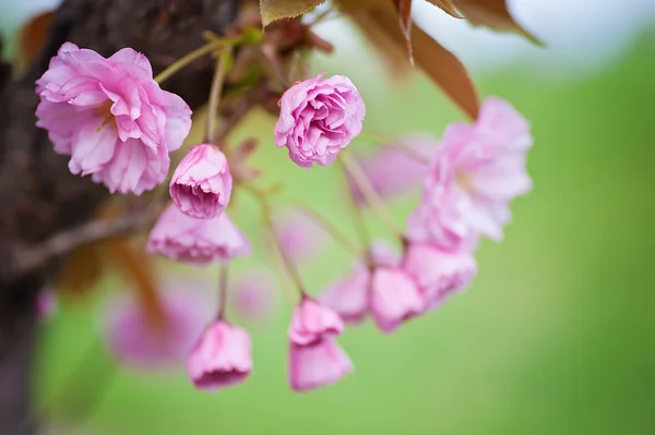 Closeup Sakura Tree Branch Cherry Blossom Natural Floral Background — Stock Photo, Image