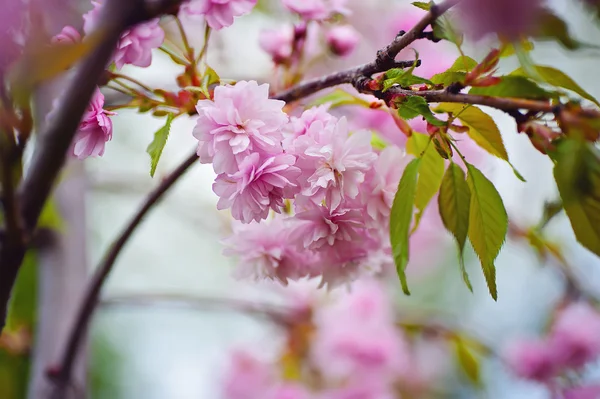 特写樱花树枝 天然花卉背景 — 图库照片