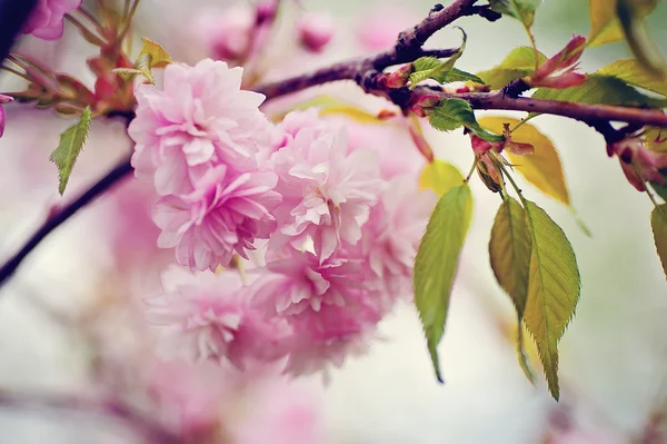特写樱花树枝 天然花卉背景 — 图库照片