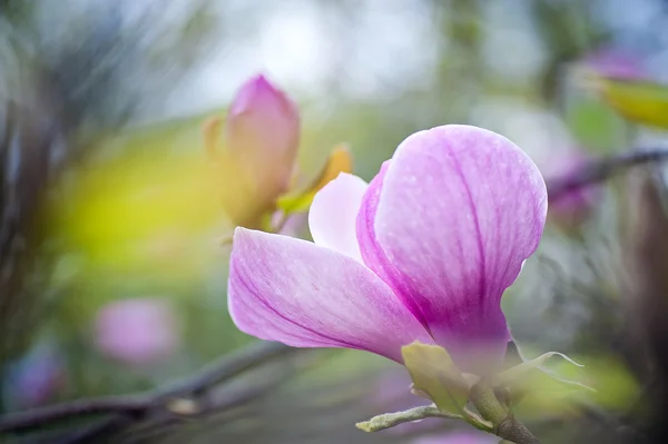 Close Lilac Magnolia Flowers — Stock Photo, Image