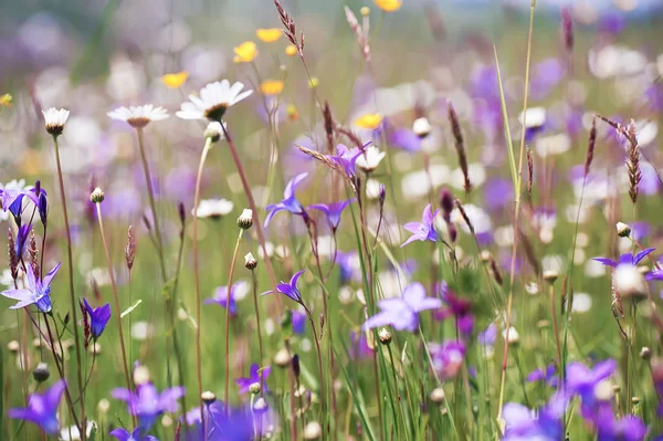 Bunte Sommerblumen auf sonnigem, ländlichem Feld. Natürlicher Hintergrund — Stockfoto