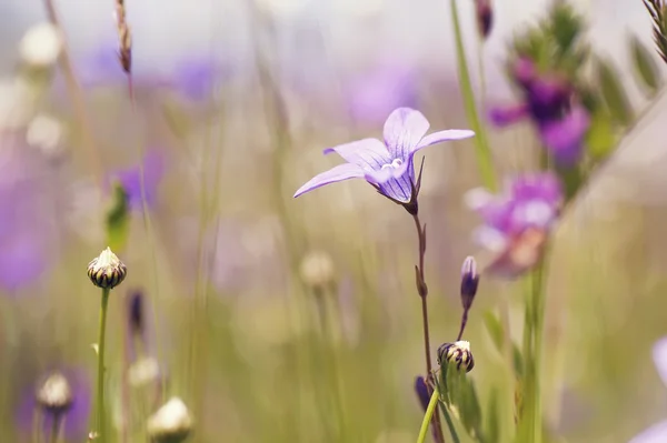 Bunte Sommerblumen auf sonnigem, ländlichem Feld. natürlicher Jahrgangsbestandteil — Stockfoto