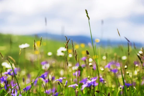 多姿多彩的夏天花在乡村田野上。自然背景 — 图库照片