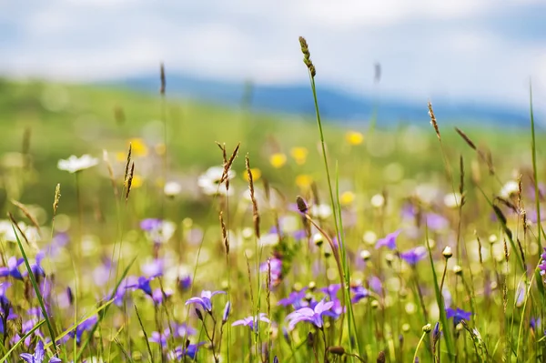 Colorful summer flowers on sunny rural field. natural background — Stock Photo, Image