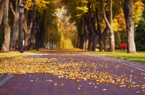 Fallin красочные осенние листья на дороге в парке. естественный фон — стоковое фото