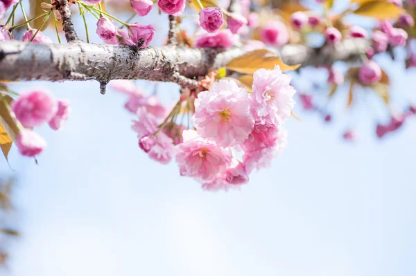 美丽的特写镜头樱花 自然的背景 具有柔和对焦的图片 — 图库照片