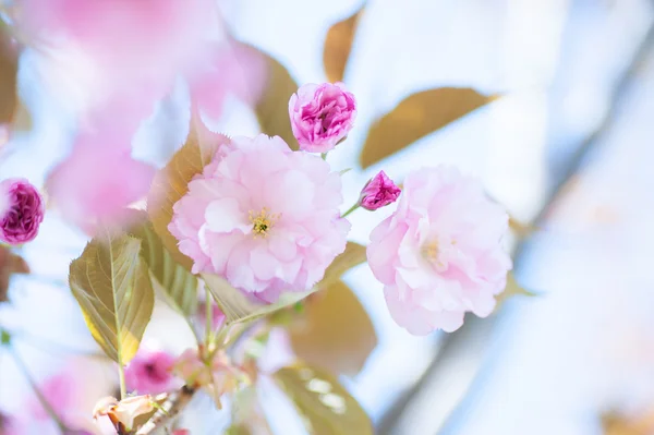 美丽的特写镜头樱花 自然的背景 具有柔和对焦的图片 — 图库照片