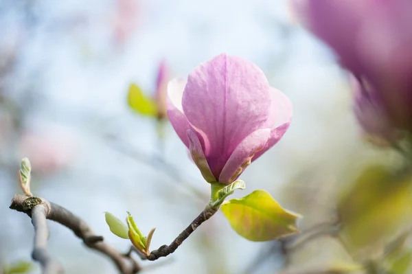 Magnolia flowers on tree branch. natural floral background — Stock Photo, Image