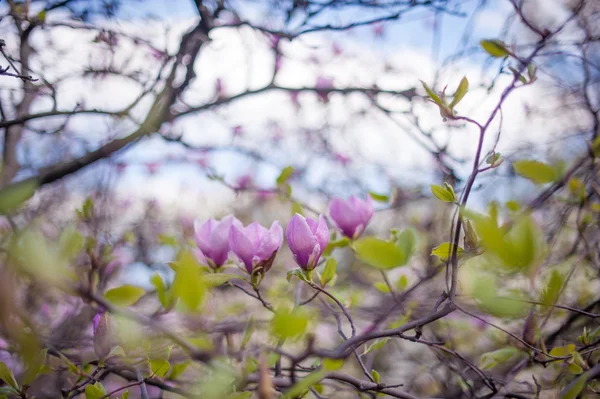 Magnolia λουλούδια σε κλαδί δέντρου — Φωτογραφία Αρχείου