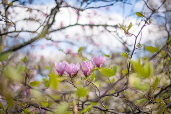 Magnolia fleurs sur branche d'arbre — Photo