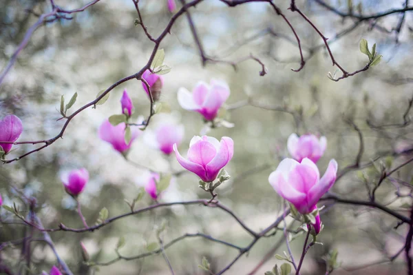 Magnolia fiori su ramo d'albero — Foto Stock