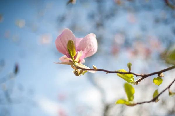 Magnolia fiori su ramo d'albero — Foto Stock