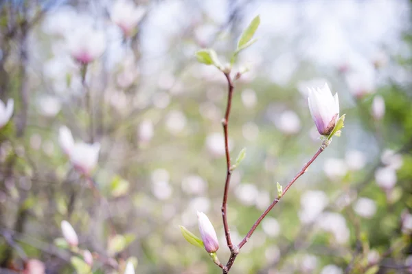 Magnolia flowers on tree branch — Stock Photo, Image