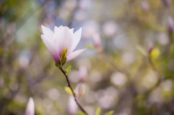 Magnolia flowers on tree branch — Stock Photo, Image