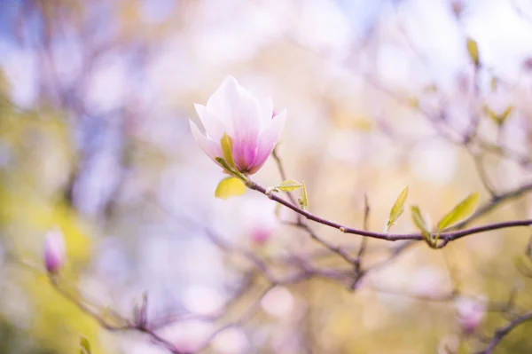 Primo Piano Fiore Magnolia Sfondo Naturale Floreale Primavera Estate Con — Foto Stock
