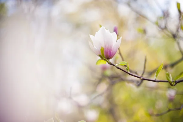 Primo Piano Fiore Magnolia Sfondo Naturale Floreale Primavera Estate Con — Foto Stock