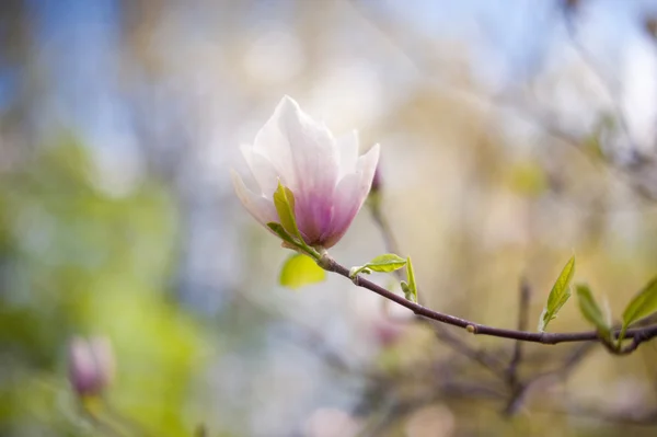 Closeup Magnolia Flower Natural Floral Spring Summer Background Soft Focus — Stock Photo, Image