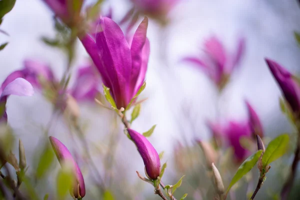 Closeup Magnolia Flower Natural Floral Spring Summer Background Soft Focus — Stock Photo, Image