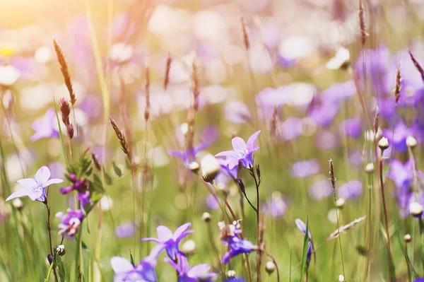 Güneşli kırsal alanda renkli yaz çiçek. doğal vintage ba — Stok fotoğraf