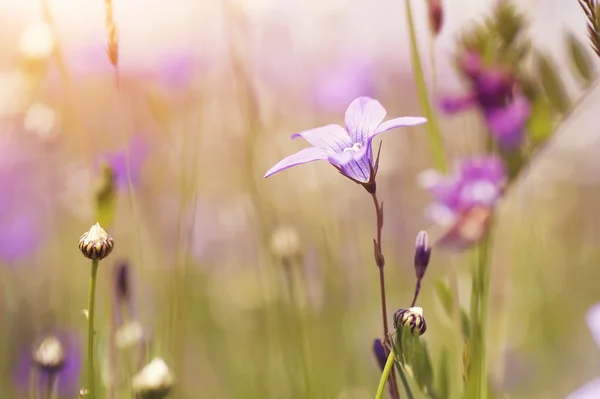 Bunte Sommerblumen auf sonnigem, ländlichem Feld. natürlicher Jahrgangsbestandteil — Stockfoto