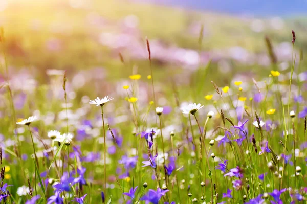 Bunte Sommerblumen auf sonnigem, ländlichem Feld. Natürlicher Hintergrund — Stockfoto