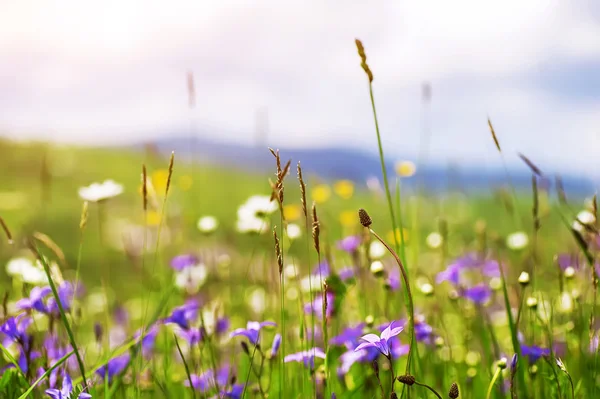 Coloridas flores de verano en el soleado campo rural. Fondo natural —  Fotos de Stock