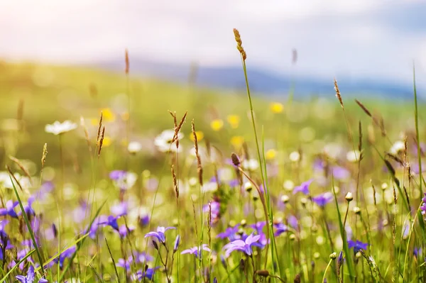 Πολύχρωμο καλοκαίρι λουλούδια στο ηλιόλουστο αγροτικό τομέα. φυσικό υπόβαθρο — Φωτογραφία Αρχείου