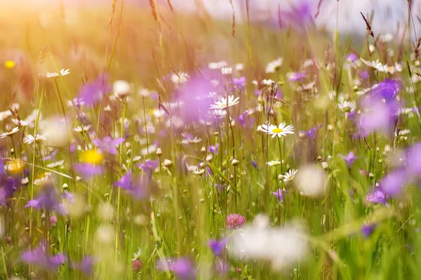 日当たりの良い農村フィールドのカラフルな夏の花。自然の背景 — ストック写真