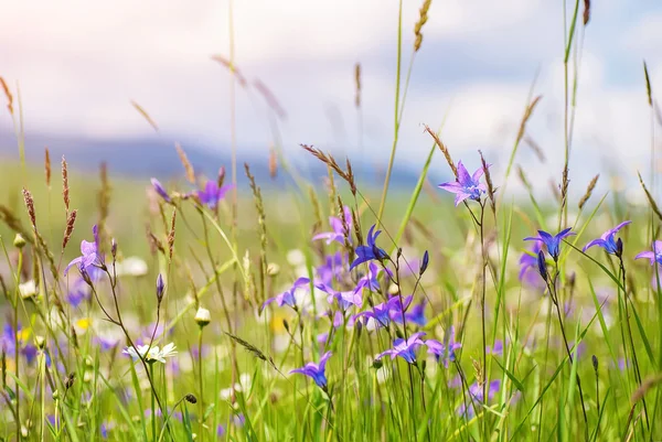 多姿多彩的夏天花在乡村田野上。自然背景 — 图库照片