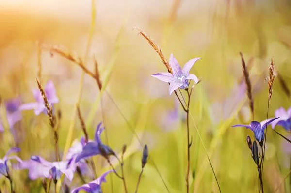 Bunte Sommerblumen auf sonnigem, ländlichem Feld. Natürlicher Hintergrund — Stockfoto